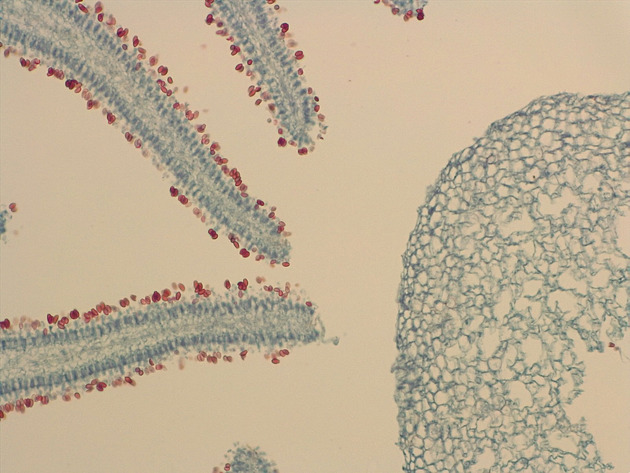 Coprinus Slides - Coprinus 03 200X